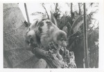 [1950/1970] Cuscus crawling in its enclosure on a log at Crandon Park Zoo