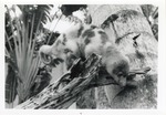 [1950/1970] Cuscus leaning off the edge of a log in their enclosure at Crandon Park Zoo