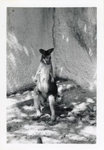 Wallaby standing in the corner of its enclosure at Crandon Park Zoo