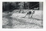 [1950/1970] Red kangaroo in its enclosure at Crandon Park Zoo