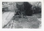 Red kangaroo standing by a fence in its enclosure at Crandon Park Zoo