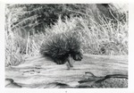 [1950/1970] Echidna crawling over a log at Crandon Park Zoo