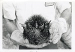 Echidna being held by zoo staff at Crandon Park Zoo