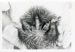 [1950/1970] Echidna being cradled by zoo staff at Crandon Park Zoo