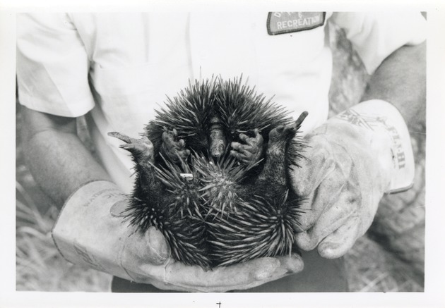 Echidna cradled by zoo staff at Crandon Park Zoo