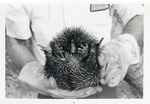[1950/1970] Echidna cradled by zoo staff at Crandon Park Zoo