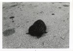 [1950/1970] Echidna curled up in the sand in its enclosure at Crandon Park Zoo