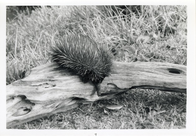 Echidna crawling over the top of a log in its enclosure at Crandon Park Zoo