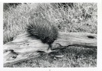 [1950/1970] Echidna crawling over the top of a log in its enclosure at Crandon Park Zoo