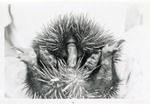[1950/1970] Echidna curled in the hands of zoo staff at Crandon Park Zoo