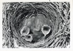 Baby birds in their nest waiting for food at Crandon Park Zoo