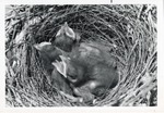 [1950/1970] Baby birds in their nest waiting to be fed at Crandon Park Zoo