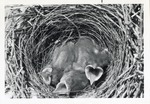 Three baby birds in their nest waiting to be fed at Crandon Park Zoo