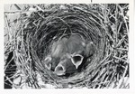 [1950/1970] Three baby birds in their nest waiting for food at Crandon Park Zoo