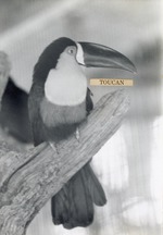 Toucan resting on a branch at Crandon Park Zoo