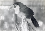 [1950/1970] Green-billed toucan seated on the top of a branch at Crandon Park Zoo