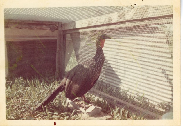 Crested guan in enclosure, photo submitted by Kathy Hayes to the Crandon Park Zoo