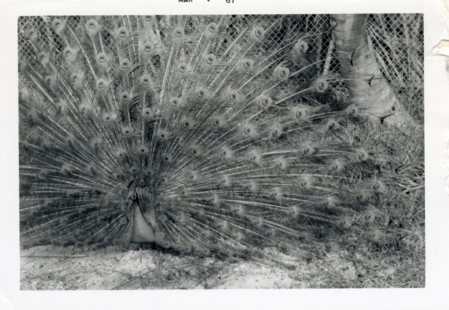 Peacock with tail feathers spread in its enclosure at Crandon Park Zoo