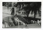 [1968-11] Kori bustard standing beside a lake in its enclosure at Crandon Park Zoo
