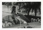 [1968-11] Kori bustard beside a lake in its enclosure at Crandon Park Zoo