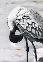 [1950/1970] Demoiselle crane grooming itself at Crandon Park Zoo