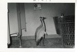 [1963-10] Demoiselle cranes housed in Crandon Park Zoo's bathrooms in preparation of hurricane Flora