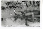 Saurus cranes wading in the water at Crandon Park Zoo
