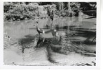 [1950/1970] Saurus cranes wading in the water of enclosure pool at Crandon Park Zoo