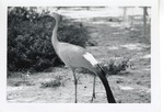 [1950/1970] Stanley crane standing in its enclosure at Crandon Park Zoo