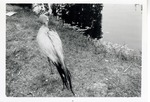 [1950/1970] Stanley crane standing next to a lake in its enclosure at Crandon Park Zoo