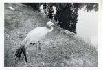 [1950/1970] Stanley crane next to a lake in its enclosure at Crandon Park Zoo