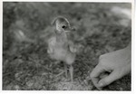 Black crowned crane chick being tended by a zookeeper at Crandon Park Zoo