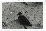 [1968-11] Lesser Brazilian teal duck resting in the sand at Crandon Park Zoo