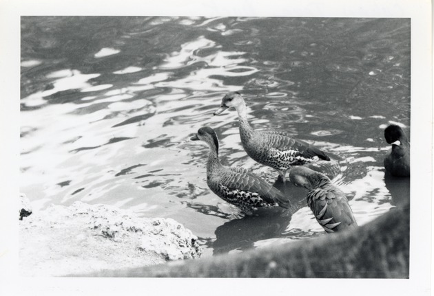 Cuban tree ducks wading in a lake in their enclosure at Crandon Park Zoo