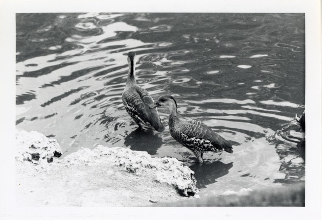 Cuban tree ducks wading into the lake in their enclosure at Crandon Park Zoo