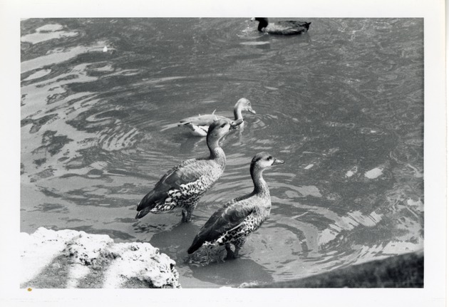 Cuban tree ducks entering the lake in their enclosure at Crandon Park Zoo