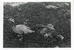 Bar-headed goose standing on a hillside at Crandon Park Zoo