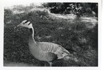 Close-up of a Bar-headed goose standing on a hillside at Crandon Park Zoo