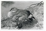 [1950/1970] Female Abyssinian Blue-winged goose resting beside a lake at Crandon Park Zoo