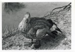 [1950/1970] Female Abyssinian Blue-winged goose standing beside a lake at Crandon Park Zoo