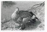 [1950/1970] Female Abyssinian Blue-winged goose standing beside a lake at the Crandon Park Zoo