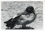[1950/1970] Male maned goose resting at Crandon Park Zoo
