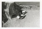 [1950/1970] Shelducks siting in the roots of a tree stump at Crandon Park Zoo