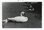 [1968-11] Trumpeter swan resting with ducks at the edge of a pond a Crandon Park Zoo