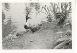 [1967-11] Brown pelican standing on the rocky edge of a pond at Crandon Park Zoo