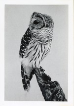 [1950/1970] Barred owl turning its head perched on a log at Crandon Park Zoo