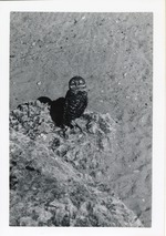 [1950/1970] Burrowing owl perched on rocks at Crandon Park Zoo