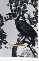 [1950/1970] Ground hornbill seated on a branch at Crandon Park Zoo