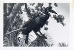 [1950/1970] Ground hornbill perched on a branch at Crandon Park Zoo