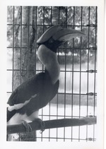 Greater hornbill perched on a branch in its cage at Crandon Park Zoo